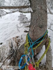 Sosta gelata
