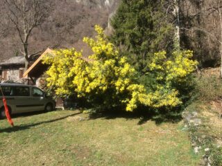 Stupenda mimosa fiorita dove abbiamo lasciato l' auto