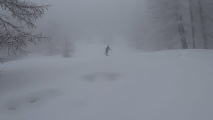 magico bosco
