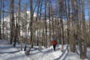 Salendo nel lariceto