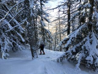 Nel bosco.