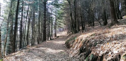 la bella pista forestale