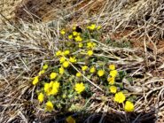 Potentilla 