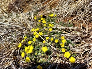 Potentilla 