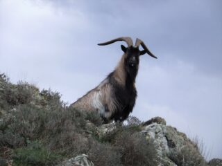 Il boss della Pietra di Vasca