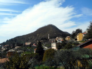 Bavari