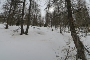 farinosa anche nel bosco sopra Cheneil