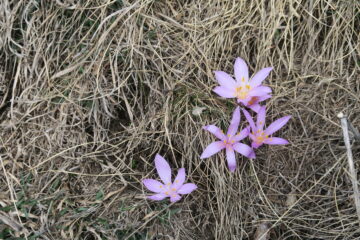 sono spuntati i bucaneve