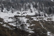 Ultimo tratto per raggiungere l’alpe di Viou, ormai fuori dal bosco