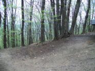 Arrivo nelle aree disboscate.