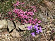 Fioriture