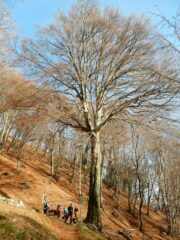 Passiamo al monumentale faggio con sorgente denominato appropriatamente, dell'Acqua del Fo 1000mt.