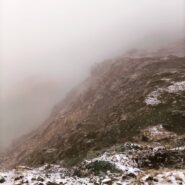 Stambecchi nella nebbia