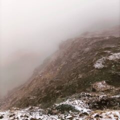 Stambecchi nella nebbia