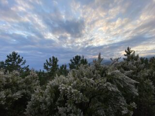 Erica arborea fiorita