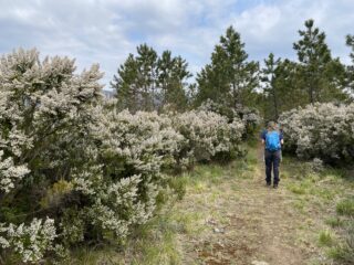 Erica arborea in fiore