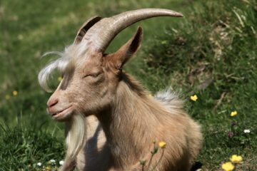 il biondo della valle