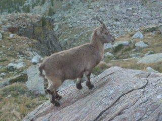 nei pressi del Remondino