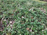 Tappeto di fragole di bosco.