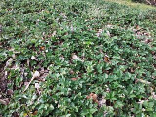 Tappeto di fragole di bosco.