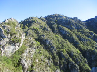 cima di noga