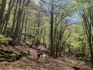 Scendendo nel bosco