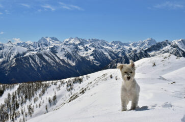 Buck in cima alla Varirosa, sullo sfondo le Marittime ancora ben innevate