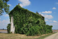 Chiesa alla C.na Bosco inghiottita dalla vegetazione