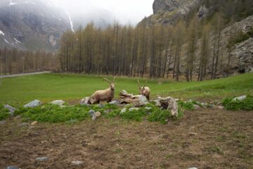 Stambecchi a Pian della Mussa