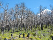 quel che rimane della pineta sopra Mompantero dopo l'incendio dell'ottobre 2017