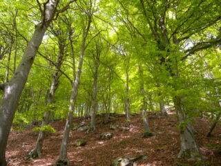 Sentiero verso Corma Ordieri