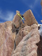 Calatina facoltativa 