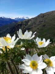 anemoni