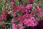 Bellissima e profumatissima fioritura di Daphne Cneorum