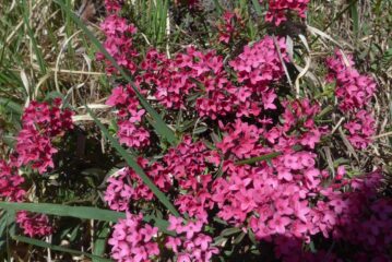 Bellissima e profumatissima fioritura di Daphne Cneorum