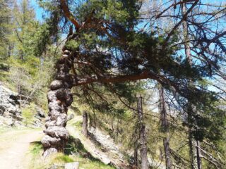 Un albero tanto strano quanto bello.