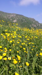 Bellissime fioriture