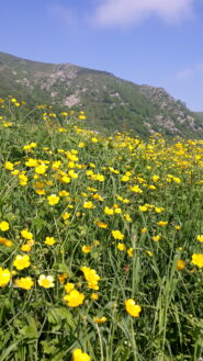 Bellissime fioriture