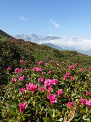 rododendri in fiore