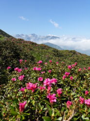 rododendri in fiore