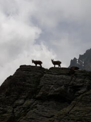 stambecchi al colle