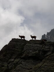 stambecchi al colle