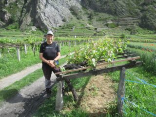 I vigneti più alti e più bassi della Valle