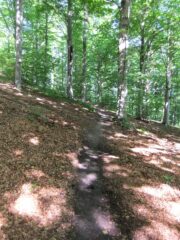 Salendo nella faggeta verso i Groppi