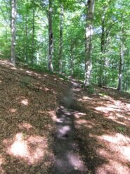 Salendo nella faggeta verso i Groppi