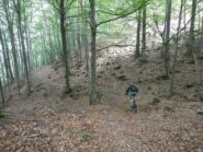 bella discesa nella faggeta