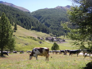 Brusà del Plan
