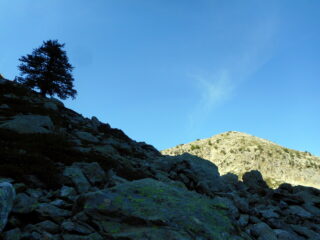 cima al sole e pino pioniere