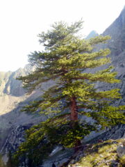 isolato