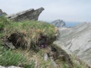 Fioriture primaverili